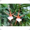 Angraecum viguieri